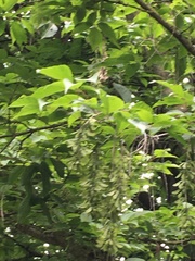 Acer cissifolium