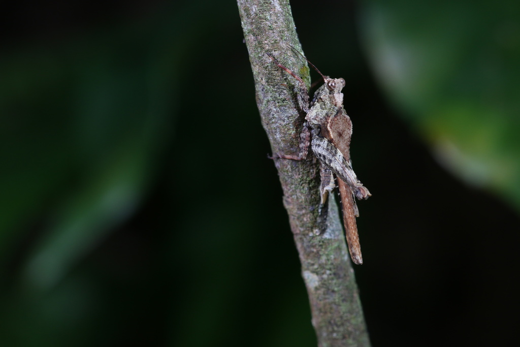 Bolivaritettix humeralis