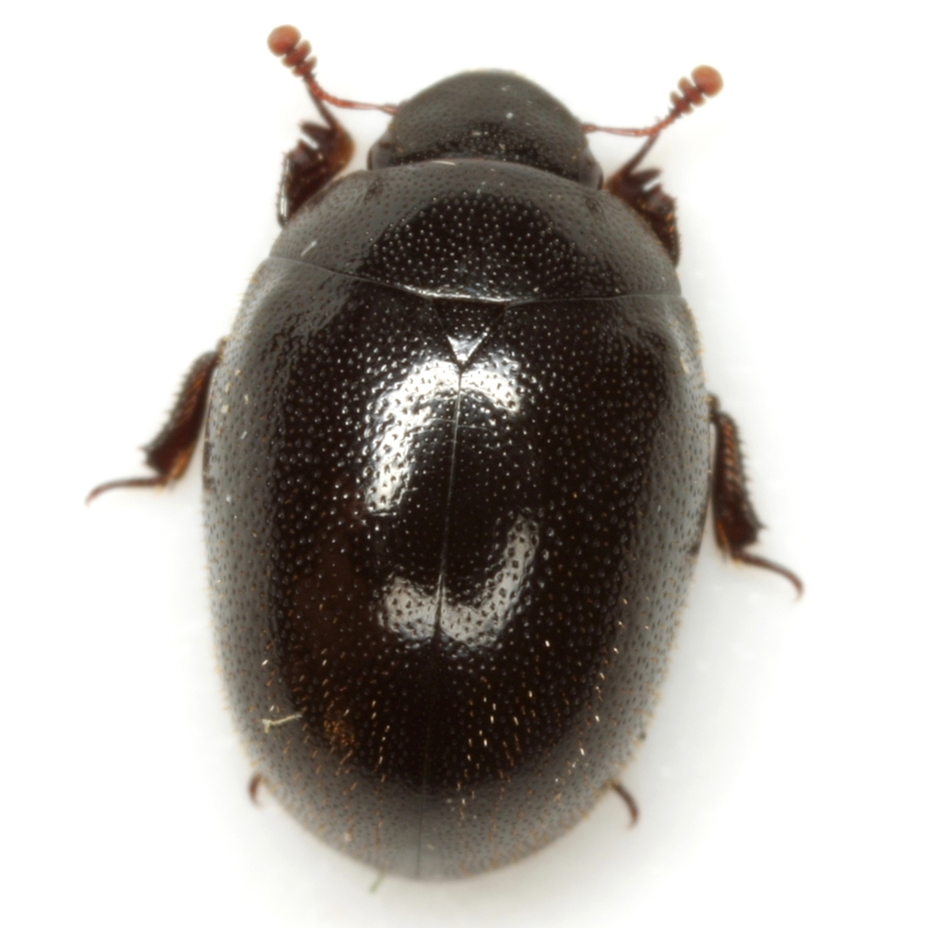 Slime flux beetle