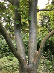 Acer davidii