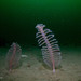 Phosphorescent Sea Pen - Photo (c) Poul Erik Rasmussen, some rights reserved (CC BY-NC), uploaded by Poul Erik Rasmussen