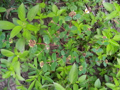 Euphorbia berteroana