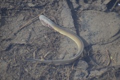 Lethenteron camtschaticum