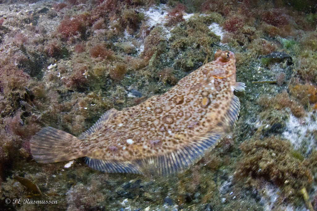 Lemon Sole