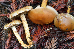 Pholiota highlandensis