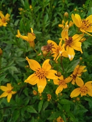 Electranthera mutica