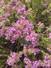 Thymus pallasianus