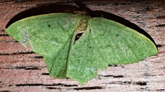 Maxates centrophylla