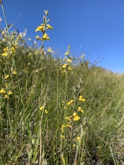 Goodenia stelligera