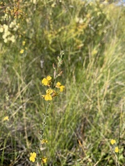 Goodenia stelligera