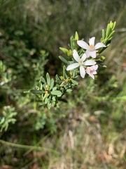 Philotheca queenslandica