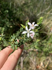 Philotheca queenslandica