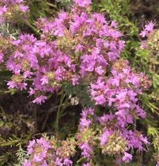 Thymus pallasianus