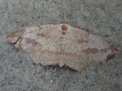 Pareclipsis gracilis