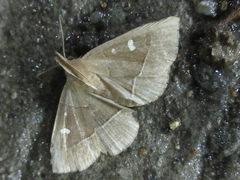 Cidariplura gladiata