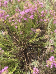 Thymus pallasianus
