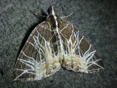 Evecliptopera illitata