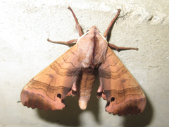 Marumba gaschkewitschii
