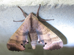 Marumba gaschkewitschii