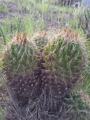 Coryphantha cornifera