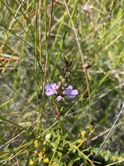 Westringia tenuicaulis