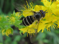 Betasyrphus serarius