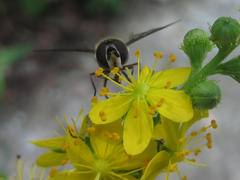 Betasyrphus serarius
