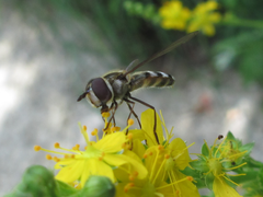 Betasyrphus serarius