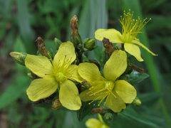 Hypericum erectum