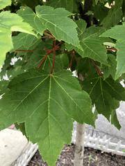 Acer rubrum