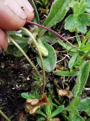 Androsace obtusifolia