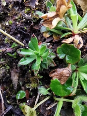 Androsace obtusifolia