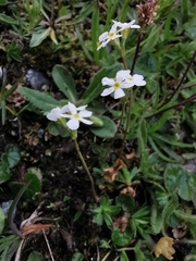 Androsace obtusifolia