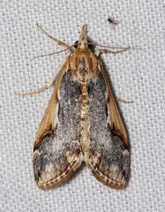 Loxostege albiceralis