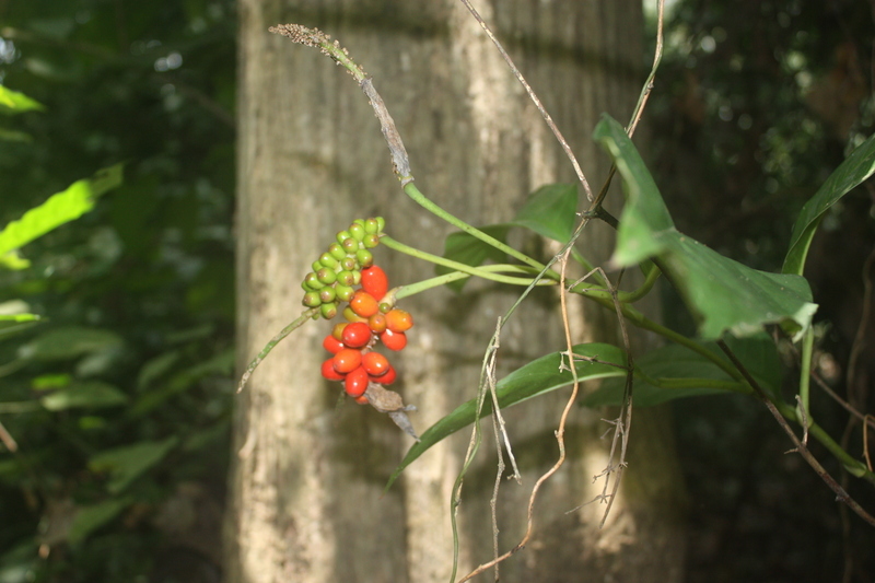 Genus Culcasia · iNaturalist