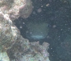 Diodon hystrix