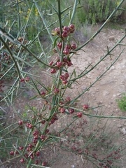Adolphia infesta