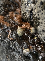 Littoraria pintado