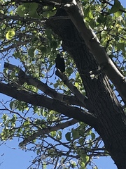 Aves