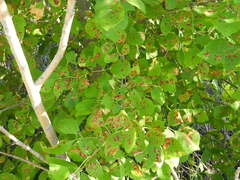 Pseudocercosporella fraxini