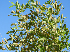 Pseudocercosporella fraxini