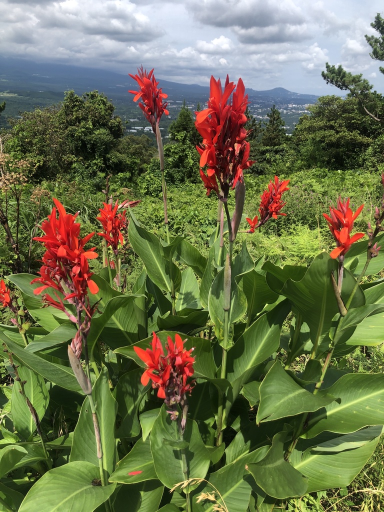 Canna Lilies