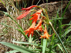 Cyrtanthus brachysiphon