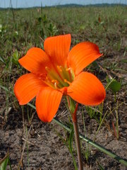 Cyrtanthus galpinii