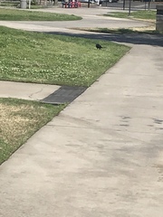 Corvus brachyrhynchos