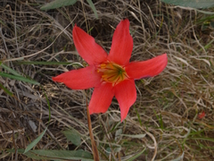Cyrtanthus galpinii