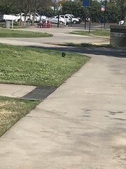 Corvus brachyrhynchos