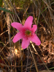 Cyrtanthus galpinii