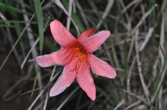 Cyrtanthus galpinii