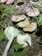 Gerhardtia
